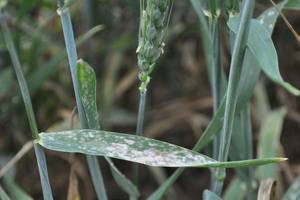 uploads/images/disease/powdery mildew of wheat.png